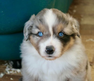 Les chiots de Berger Américain Miniature 