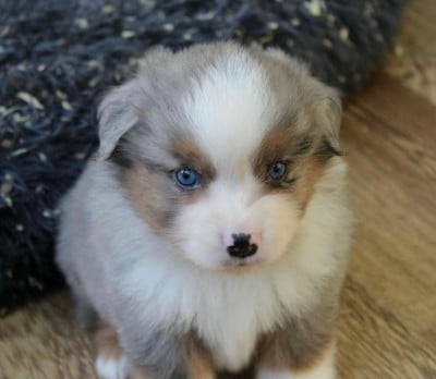 Les chiots de Berger Américain Miniature 