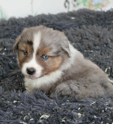 Les chiots de Berger Américain Miniature 