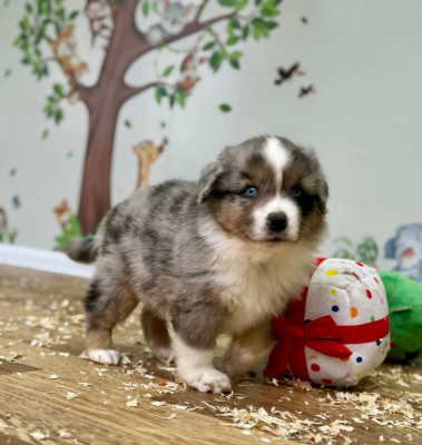 Les chiots de Berger Américain Miniature