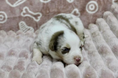 Les chiots de Berger Américain Miniature 