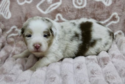 Les chiots de Berger Américain Miniature 