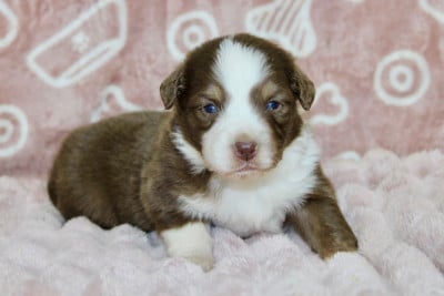 Les chiots de Berger Américain Miniature 