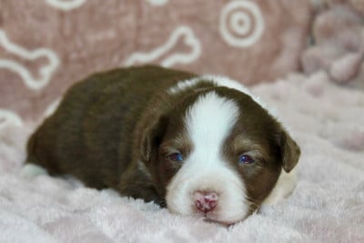Les chiots de Berger Américain Miniature 