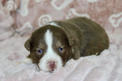 Les chiots de Berger Américain Miniature 