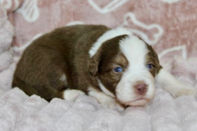 Les chiots de Berger Américain Miniature 