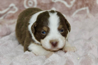 Les chiots de Berger Américain Miniature 