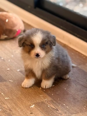Les chiots de Berger Américain Miniature 