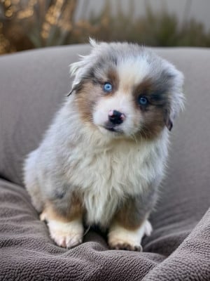 Les chiots de Berger Américain Miniature 