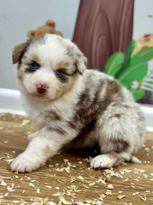 Les chiots de Berger Américain Miniature 