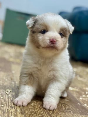 Les chiots de Berger Américain Miniature 
