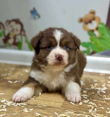 Les chiots de Berger Américain Miniature 