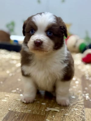 Les chiots de Berger Américain Miniature 