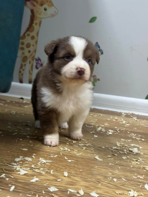 Les chiots de Berger Américain Miniature 