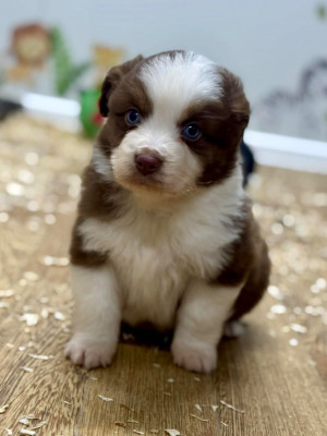 Les chiots de Berger Américain Miniature 