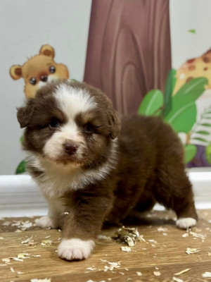Les chiots de Berger Américain Miniature 