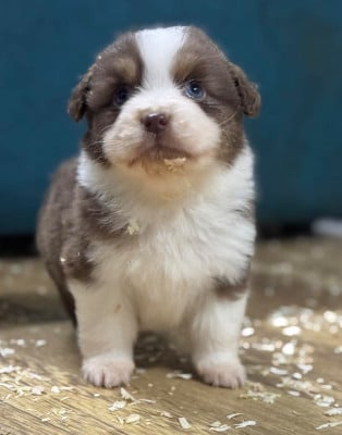 Les chiots de Berger Américain Miniature 