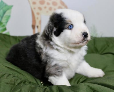 Les chiots de Berger Américain Miniature 