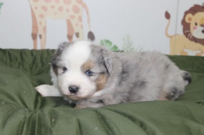 Les chiots de Berger Américain Miniature 