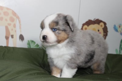 Les chiots de Berger Américain Miniature 