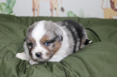 Les chiots de Berger Américain Miniature 