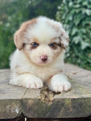 Les chiots de Berger Américain Miniature