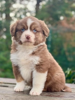Les chiots de Berger Américain Miniature
