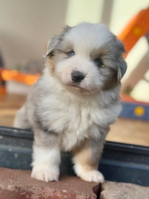 Les chiots de Berger Américain Miniature 