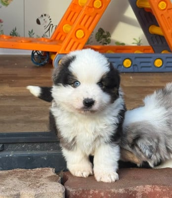 Les chiots de Berger Américain Miniature 