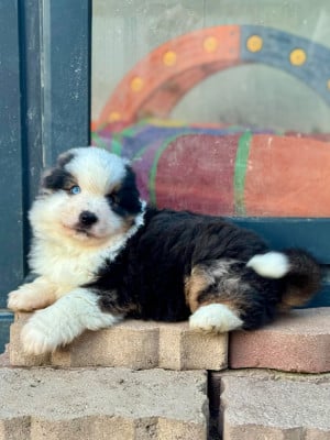 Les chiots de Berger Américain Miniature