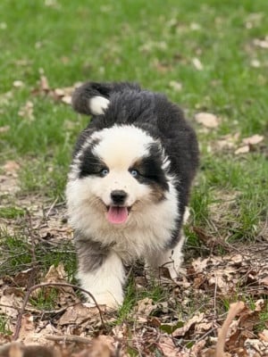 Les chiots de Berger Américain Miniature 