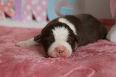 Les chiots de Berger Américain Miniature