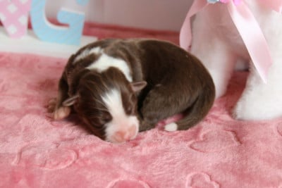 Les chiots de Berger Américain Miniature