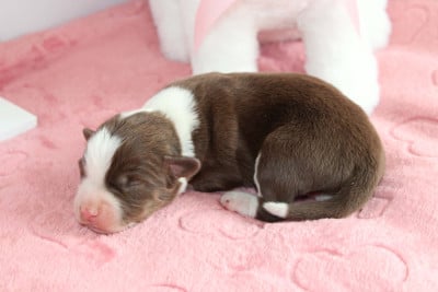 Les chiots de Berger Américain Miniature