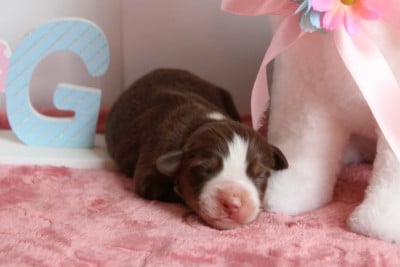 Les chiots de Berger Américain Miniature