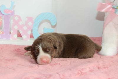 Les chiots de Berger Américain Miniature