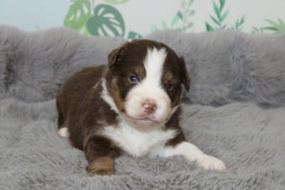 Les chiots de Berger Américain Miniature 