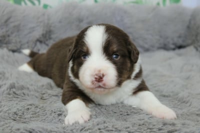 Les chiots de Berger Américain Miniature 