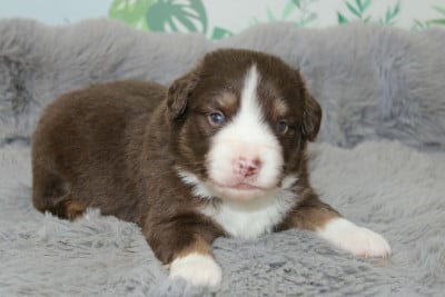 Les chiots de Berger Américain Miniature 