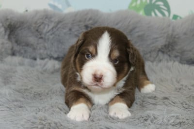 Les chiots de Berger Américain Miniature 