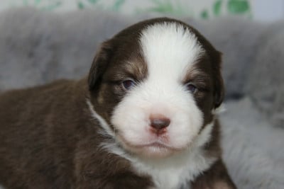 Les chiots de Berger Américain Miniature 