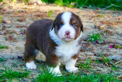 Les chiots de Berger Américain Miniature 
