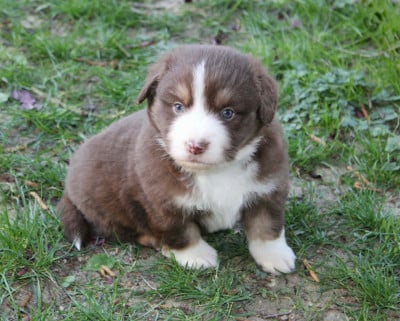 Les chiots de Berger Américain Miniature 