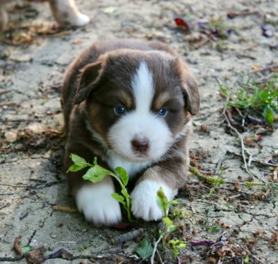 Les chiots de Berger Américain Miniature 