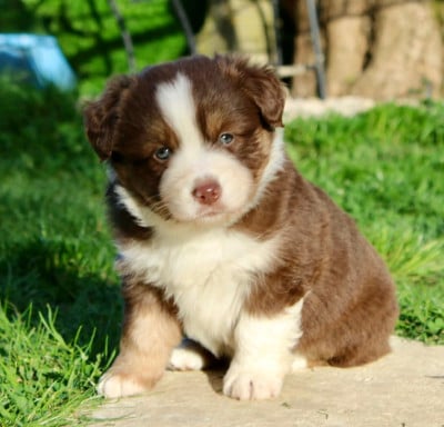 Les chiots de Berger Américain Miniature 