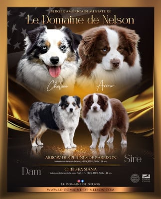 Les chiots de Berger Américain Miniature 
