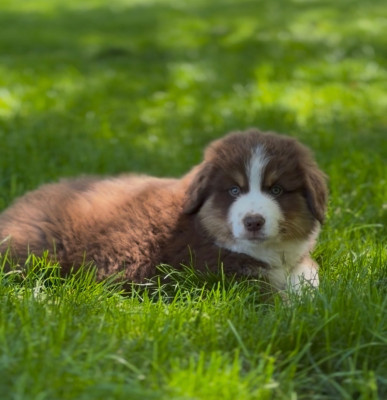 Les chiots de Berger Américain Miniature