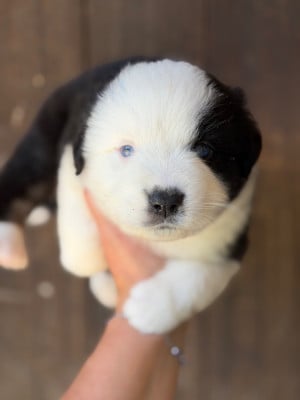 Les chiots de Berger Américain Miniature