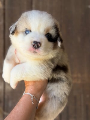 Les chiots de Berger Américain Miniature