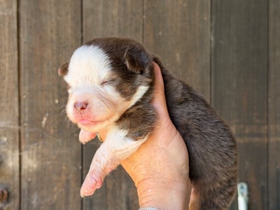 Les chiots de Berger Américain Miniature 